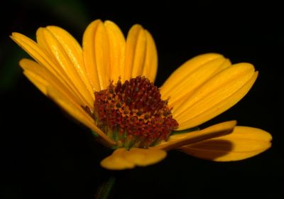 Tanja Scheffer-Baum